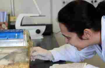  Tecidos feitos em laboratório podem aperfeiçoar testes de medicamentos 